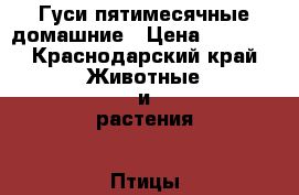 Гуси пятимесячные домашние › Цена ­ 1 200 - Краснодарский край Животные и растения » Птицы   